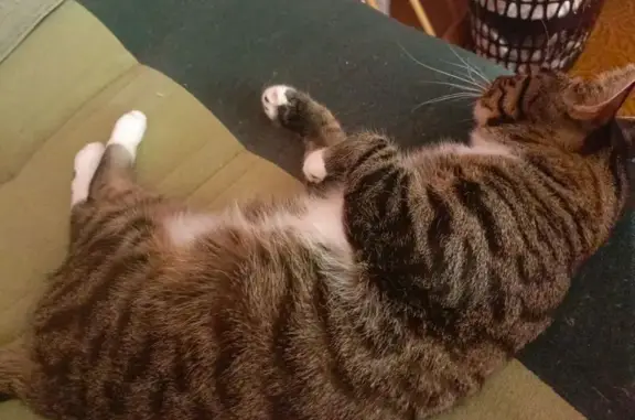 Пропал кот, ул. Карла Маркса, Волгодонск