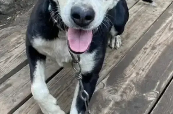 Пропала собака, Михайловка, Волгоградская обл.