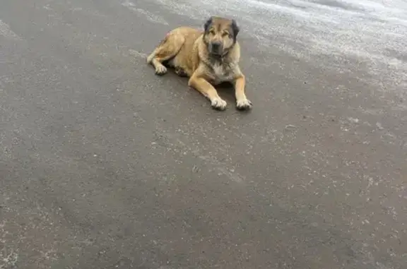 Найдена собака, район Троицк, фото: Собака найдена в Троицке, Москва