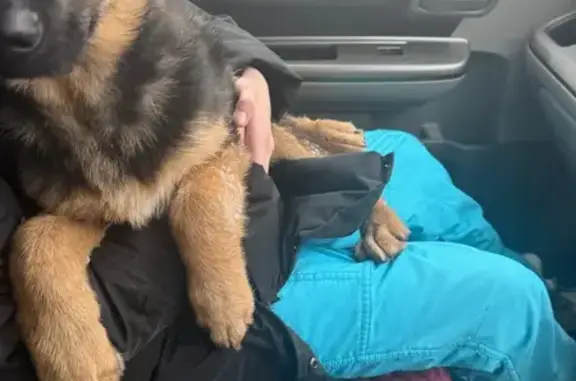 Найдена собака, Кубеково, фото: Щенок найден на 04Н-314, Кубеково