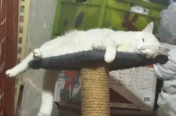 Пропала кошка, Москва