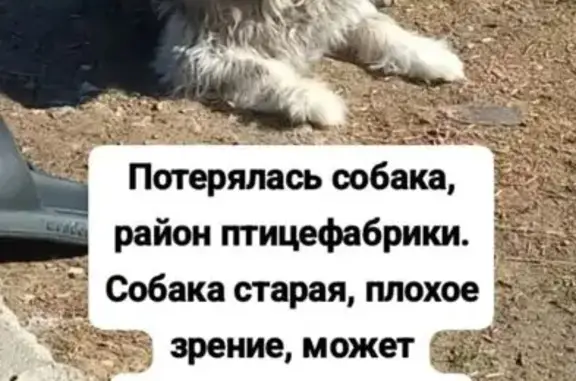 Пропала собака, Украинская ул. 105