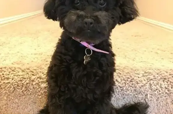 Пропала собака, Москва