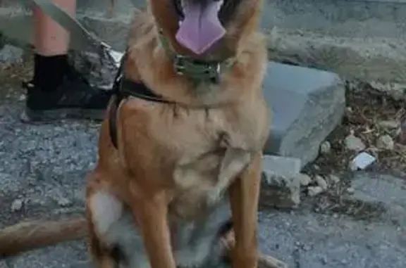 Пропала собака, Старотитаровская 