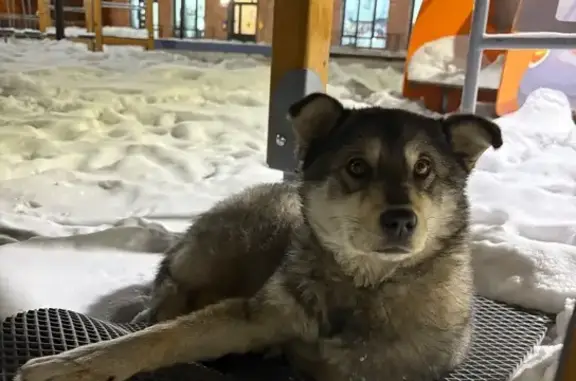 Найдена собака, Иркутск, фото: Щенок найден в Иркутске, Иркутская обл.