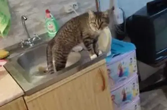 Пропала кошка, ул. Бурчак-Абрамовича, 83