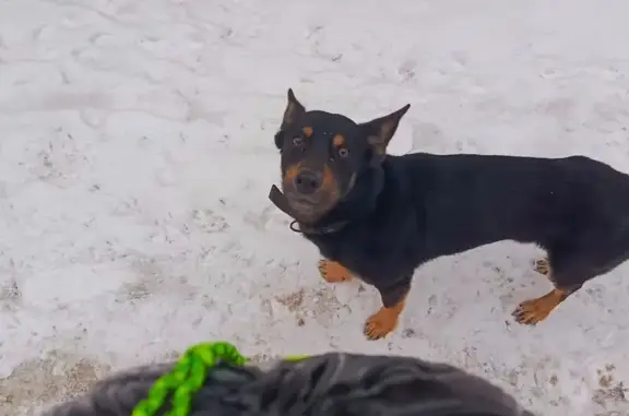 Найдена собака, Самарская область - photo