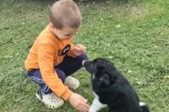 Пропала собака, Буливер, Раменье, Вл. обл.