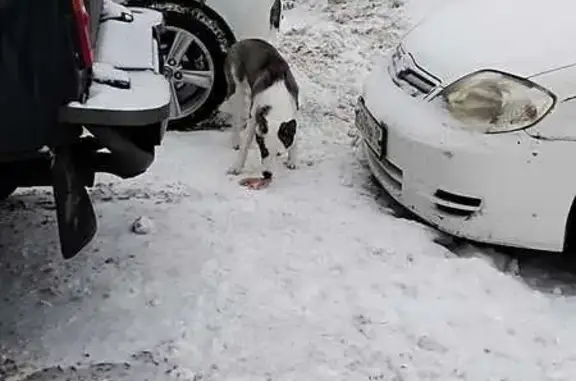 Найдена собака, Томск, фото: Собака найдена у Фёдора Лыткина, 3, Томск