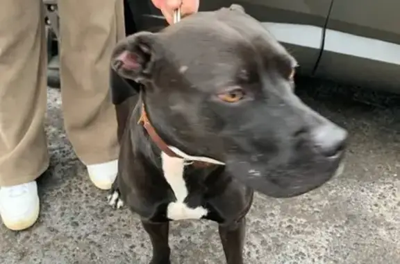 Поиск домашних животных, фото: Собака найдена, Ильинское ш. 25.12.2025