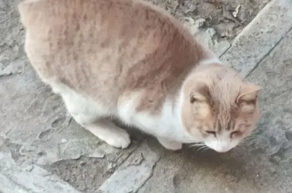 Найдена кошка, Астрахань, фото: Кошка найдена: ул. Сен-Симона, 42 к4