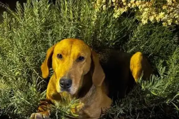 Пропала гончая, ул. Саровского, 69, Воронеж