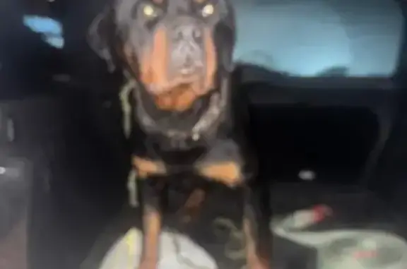 Найдена собака, Новосибирск, фото: Собака найдена, Воронежский пер. 16/1, Нск