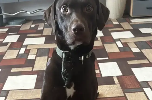 Пропала собака, Херсонская 43, Полысаево