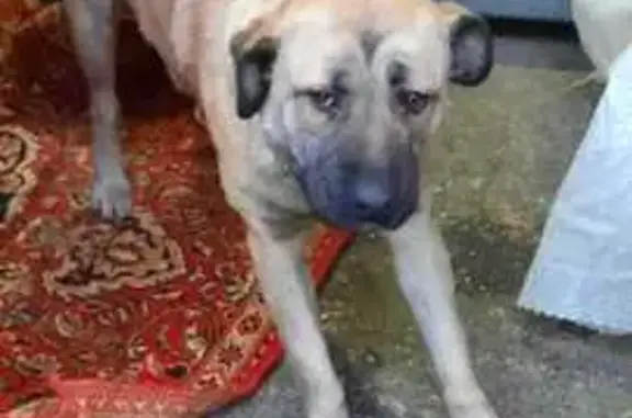 Найдена собака, Тольятти, фото: Собака найдена на Лесной ул., Тольятти