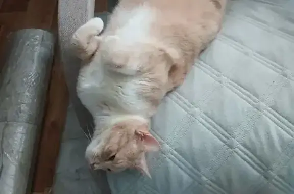 Пропала кошка в 6-7 мкр, Элиста, 10