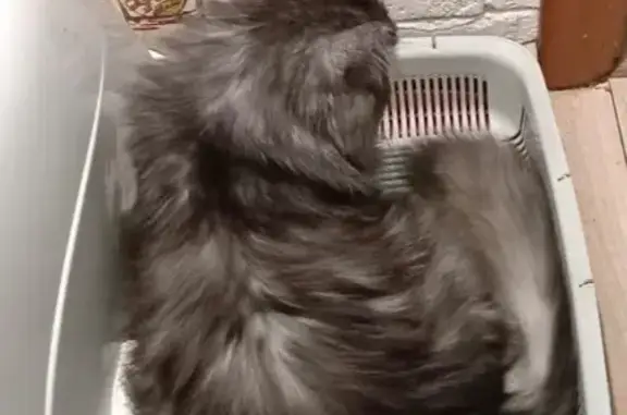 Найдена кошка, ул. Зорге, 18 к3, Москва