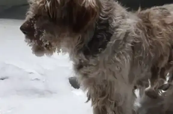 Найдена собака, Карачиха, фото: Собака найдена: Карачиха, Сиреневая ул.