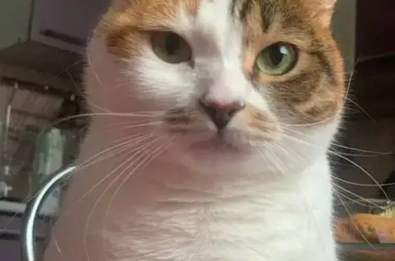 Пропала кошка Ласка, пр. Стачек, СПб