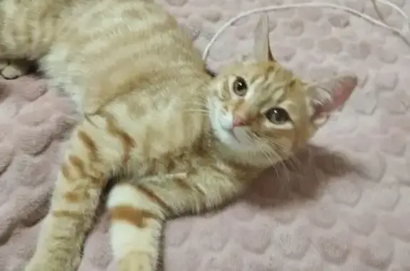 Пропал рыжий котёнок, Красноармейская наб., Псков