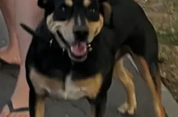 Пропала собака, переулок Гастелло, Динская