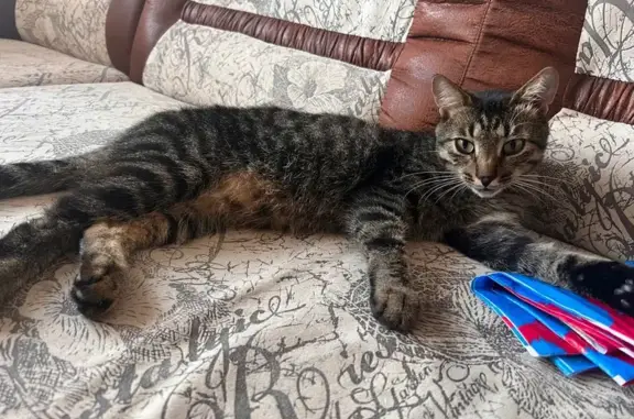 Кошки потеряшки, Тумботино, фото: Потеряшка кошка, ул. Космодемьянской 3