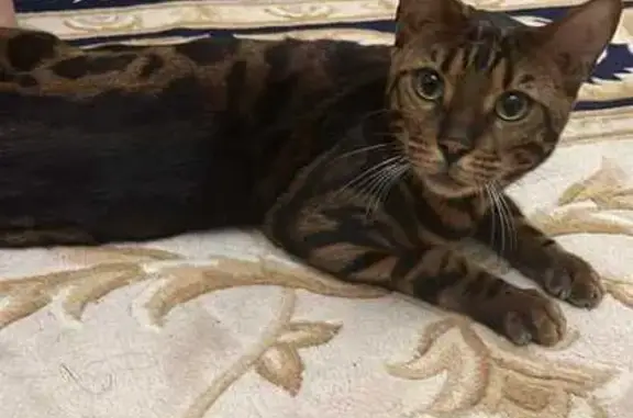 Пропала бенгальская кошка, ул. Заморская