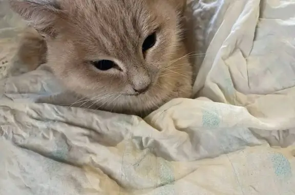 Найдена кошка, Саргазы, фото: Кошка найдена в Саргазах, Челябинская обл.