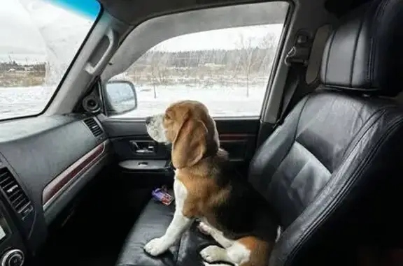 Найдена собака, Федоровка, фото: Бигль найден в Фёдоровке, Тверская обл.