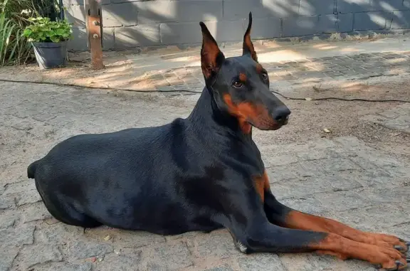 Пропала собака, Воронеж, 15 декабря