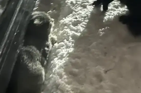 Найдена кошка, Томск, фото: Кошки найдены у Иркутского тракта, 17