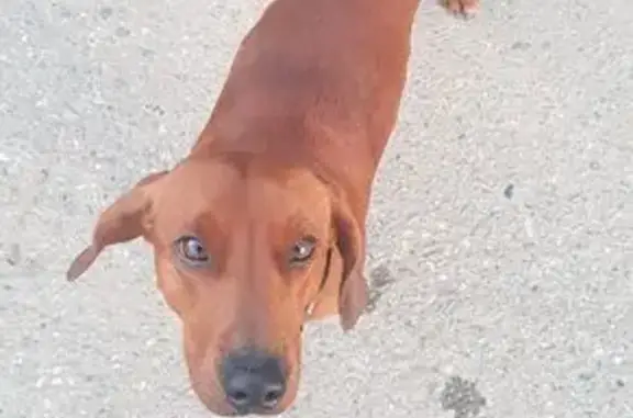 Найдена собака, Агой, фото: Собака найдена в Агое, Краснодарский край