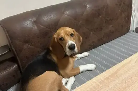 Пропал бигль, 1-я Интернациональная, Тверь