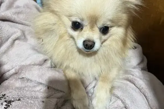 Найдена собака, Заволжское, фото: Рыжая собака найдена у остановки Кобыляево