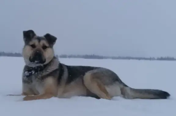 Пропала собака на трассе Р-21, 206 км