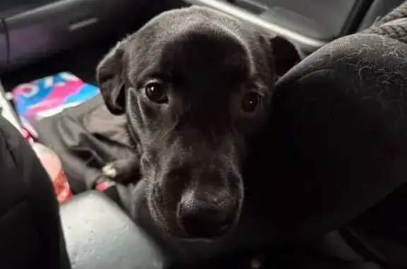 Найдена собака, Всеволожск, фото: Собака найдена: Всеволожск, 41К-070