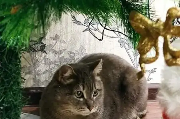 Пропал серый кот, ул. Пушкина, 28