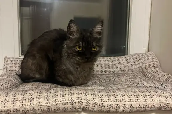 Найдена кошка, Воронеж, фото: Кошка найдена: Дорожная ул, 40А, Воронеж