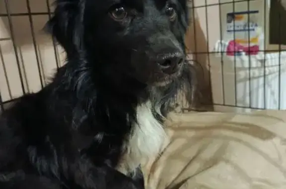 Найдена собака, Чебоксары, фото: Собака найдена на Николаева, 23А, Чебоксары