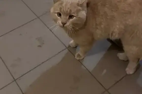 Найдена кошка, Оренбург, фото: Кошка найдена: ул. Терешковой, 8А, Оренбург