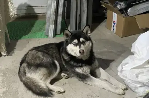 Пропала хаски, Улан-Удэ, Бурятия