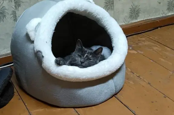 Пропала кошка, Народная ул., Псков