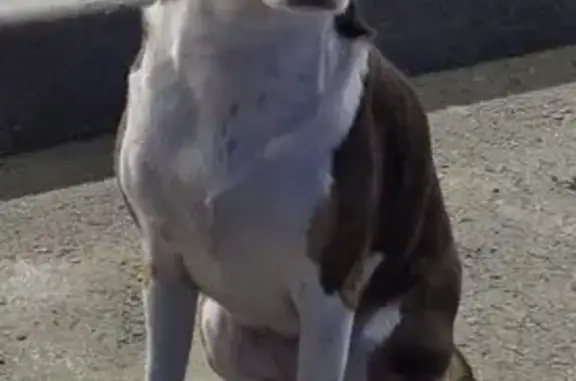 Найдена собака, Краснодар, фото: Собака у Магнита, Российская 628, Краснодар