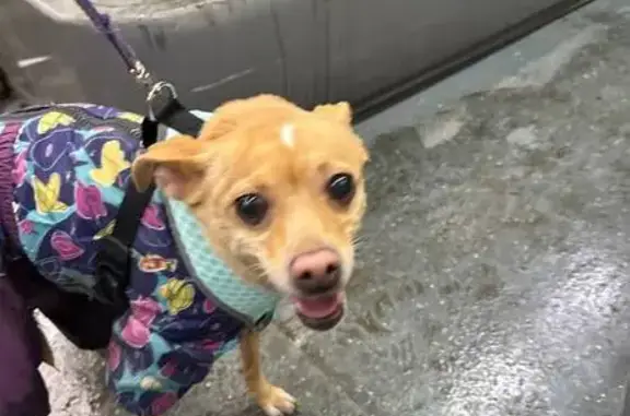 Поиск домашних животных, фото: Найдена собака, Булатниковский проезд