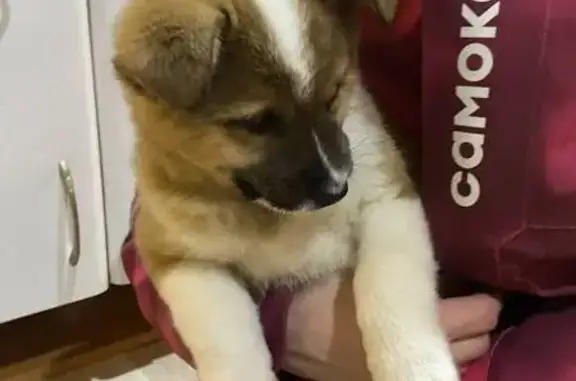 Найдена собака, Чебоксары, фото: Нашел щенка акита, ул. 50 лет Октября, 23