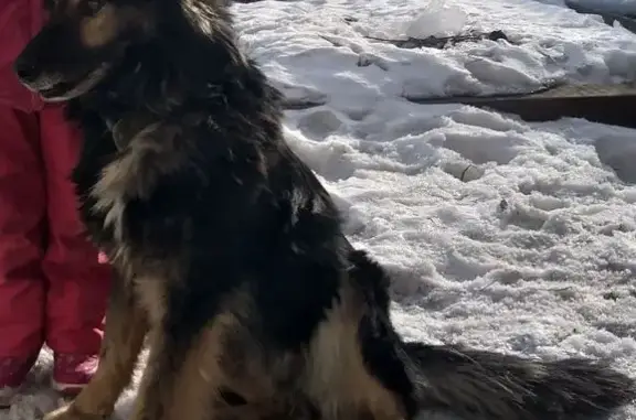 Пропала собака, Авангардная 15, Н.Тагил