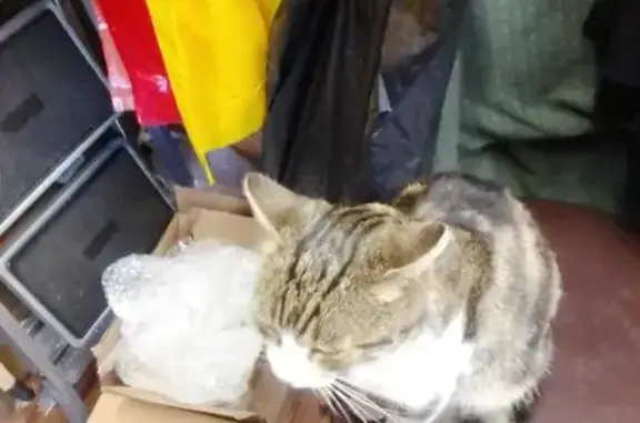 Пропала кошка, Проездная 4А, Каменск