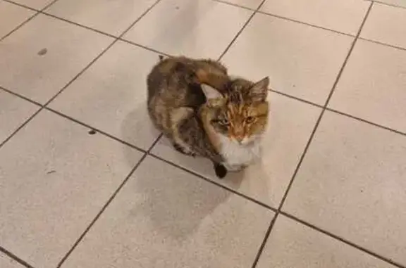 Найдена кошка, Анапа, фото: Кошка найдена у Магнита, Некрасова 113