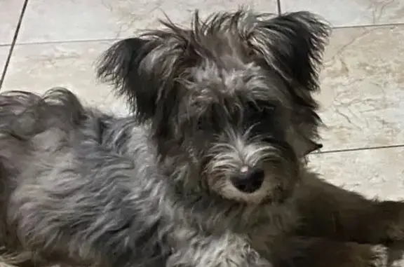 Пропала собака, ул. Братьев Баян, 1