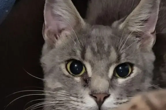 Пропала кошка, ул. Шопина, 143А, Белореченск